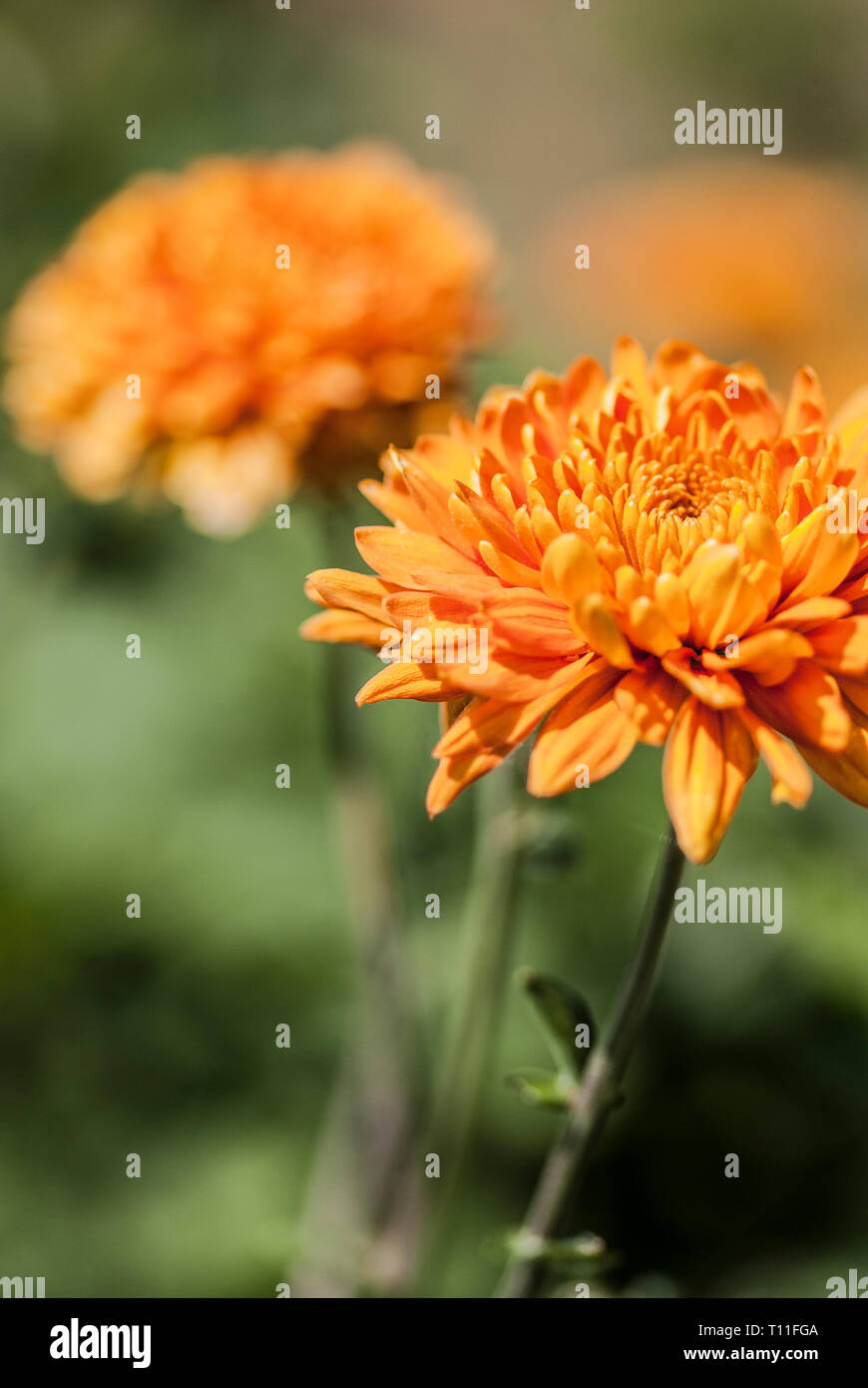 Orange Chrysantemum flower head, with a second blurred in the background, short depth of field Stock Photo