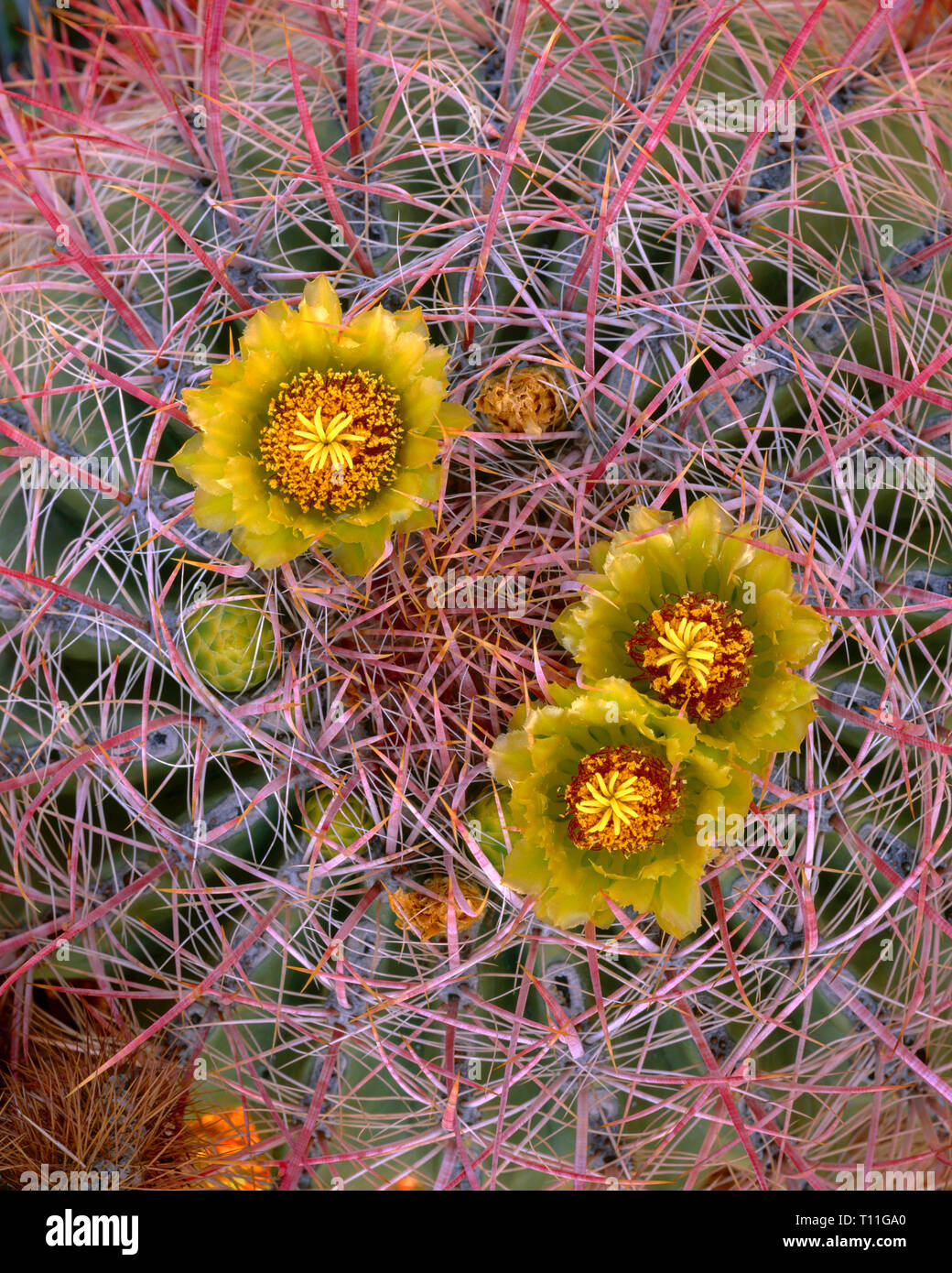 USA, California, Anza Borrego Desert State Park, Barrel cactus in