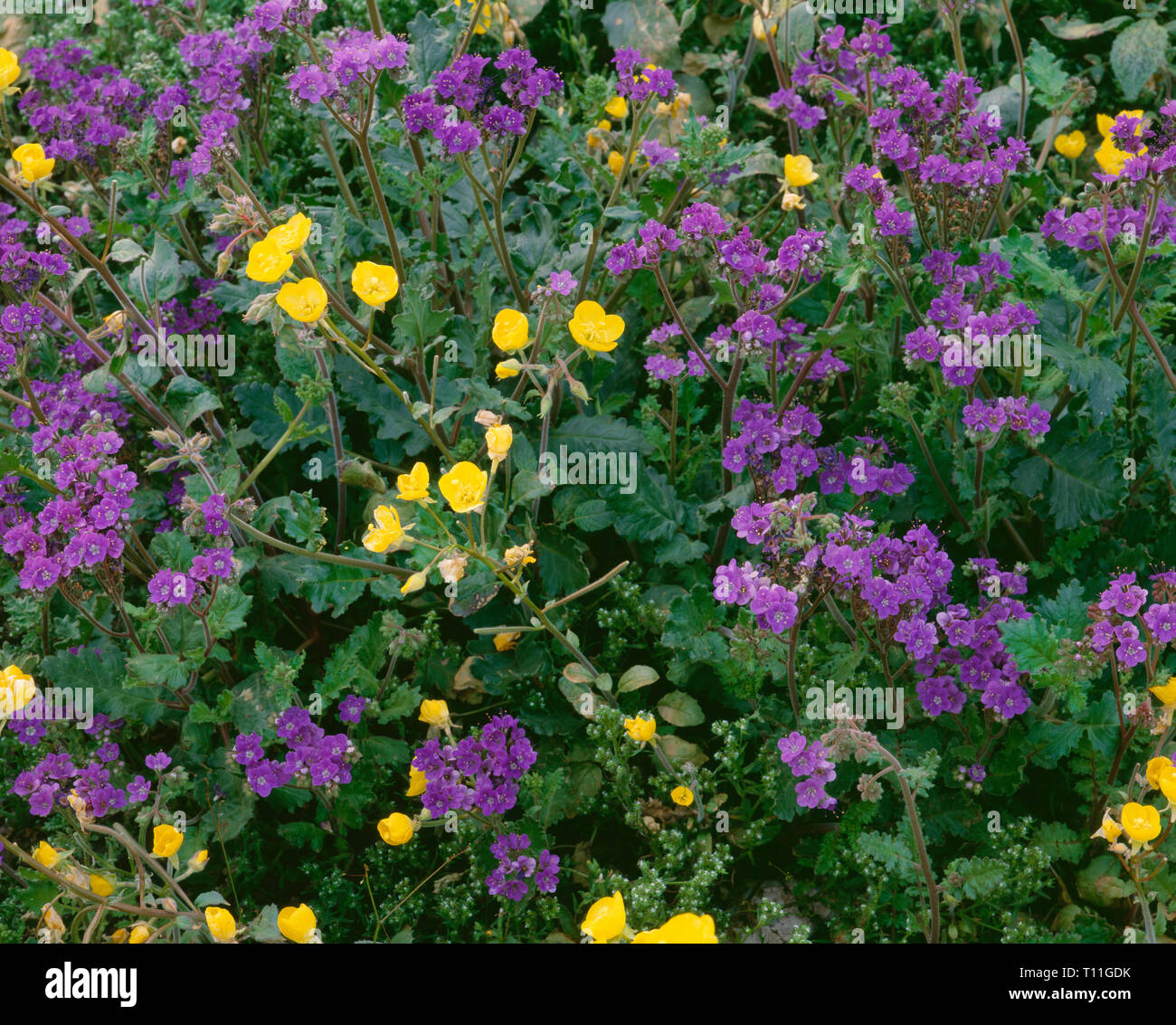 USA, California, Death Valley National Park, Notch-leaf phacelia and golden evening primrose in bloom near Furnace Creek. Stock Photo