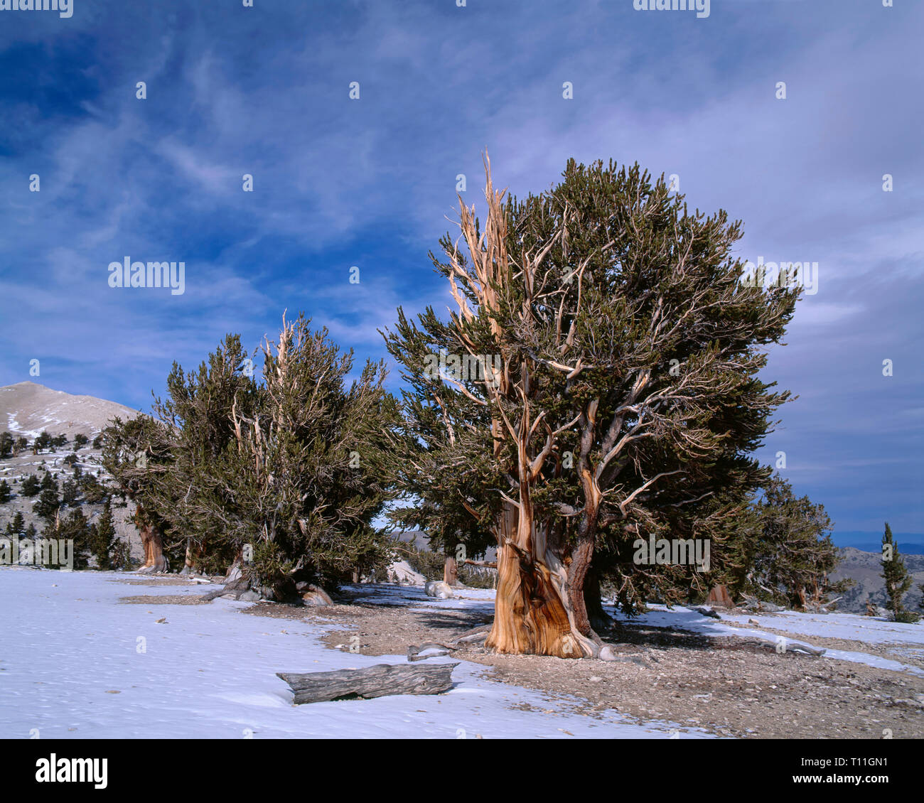 USA, California, Inyo National Forest, Grove of old bristlecone pines (Pinus longaeva) and autumn snow, Patriarch Grove, Ancient Bristlecone Pine Fore Stock Photo