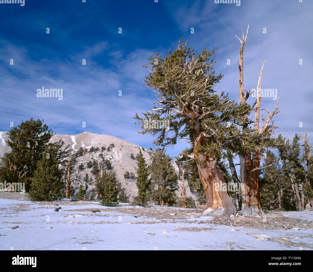 USA, California, Inyo National Forest, Grove of old bristlecone pines (Pinus longaeva) and autumn snow, Patriarch Grove, Ancient Bristlecone Pine Fore Stock Photo