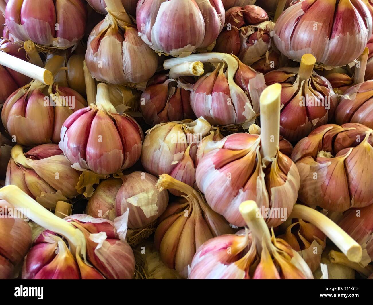 Bunches of garlic at farmers fresh organic market Stock Photo Alamy