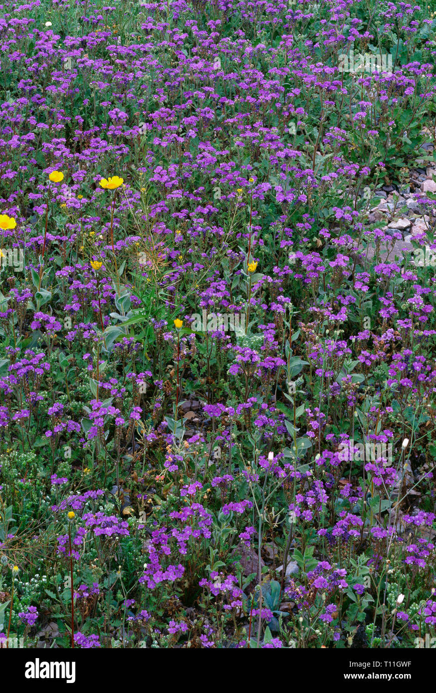 USA, California, Death Valley National Park, Notchleaf phacelia and