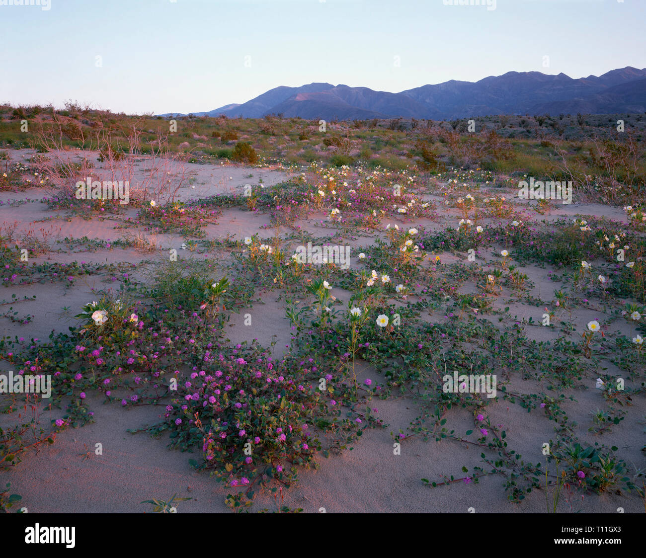 USA, California, Anza Borrego Desert State Park, Desert sand verbena and dune evening primrose in bloom at sunrise and  distant Santa Rosa Mountains. Stock Photo