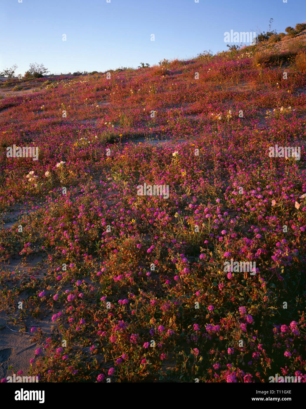 USA, California, Anza Borrego Desert State Park, Evening light on desert sand verbena and dune evening primrose. Stock Photo