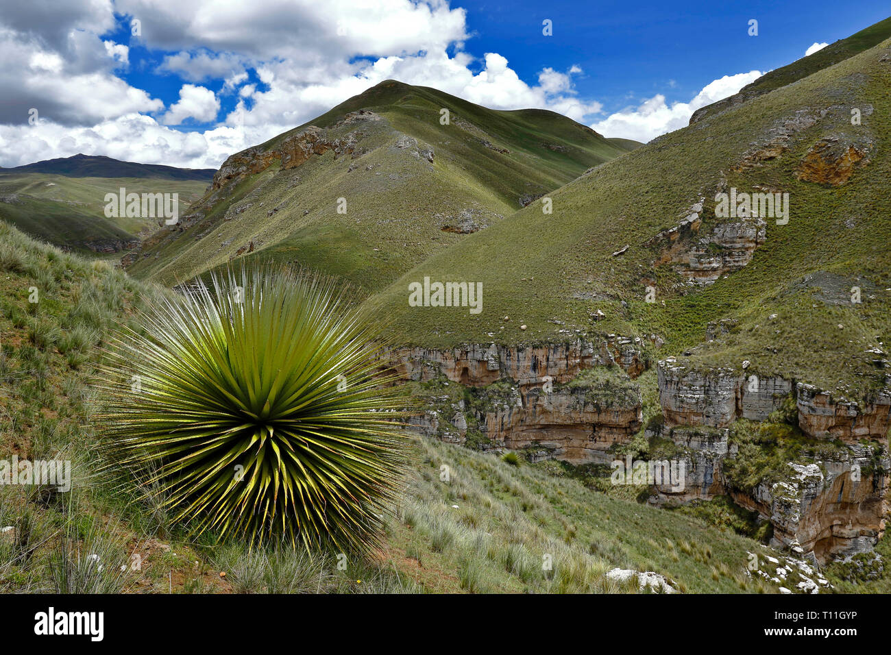 Beautiful specimen of Titanca (Puya raimondii) a species of endemic flora of the Andean region of Peru and Bolivia; In this case, a detail of the plan Stock Photo