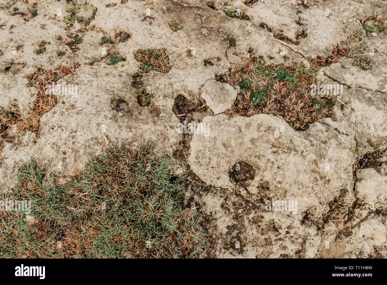 Stones and lichen. natural rock background Stock Photo - Alamy