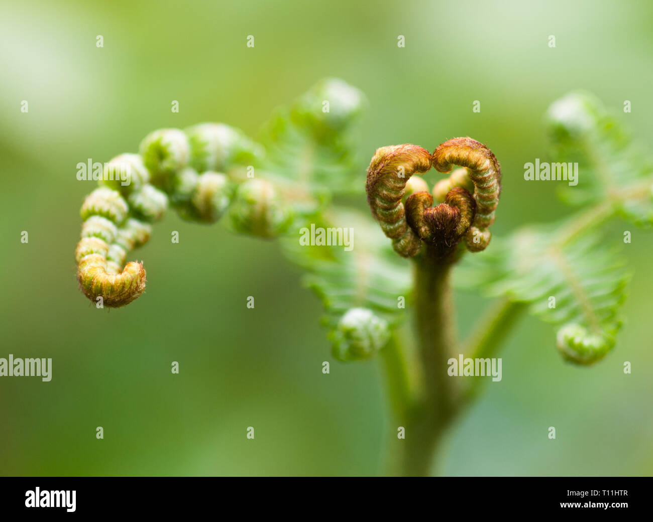 A close up of the new growth in spring of a single stem of common bracken, Pteridium aquilinum Stock Photo