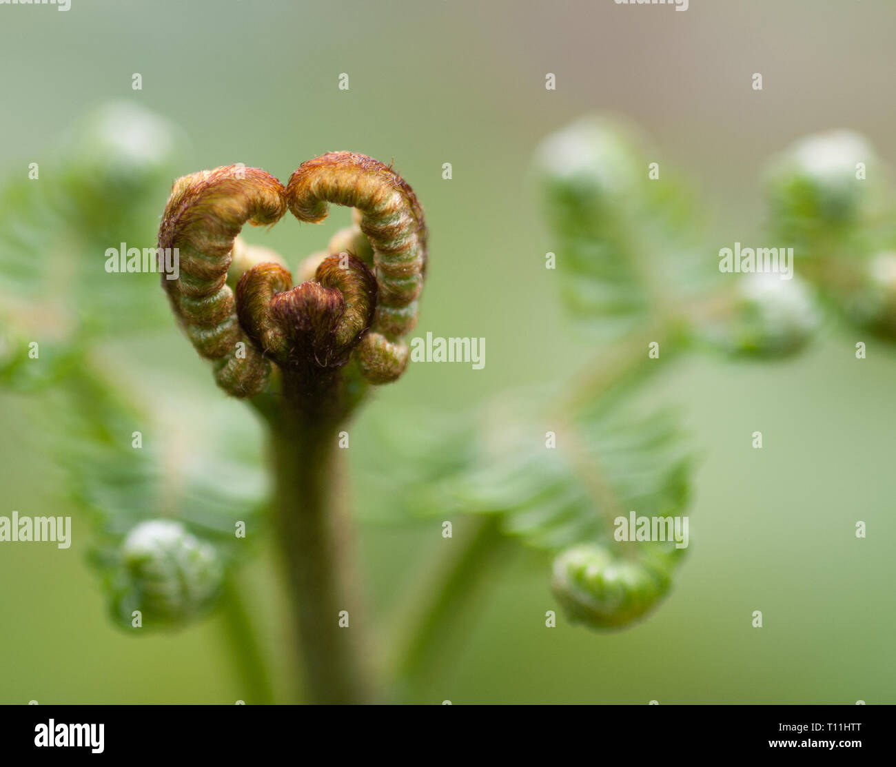 A new shoot of common bracken opening in spring. Stock Photo