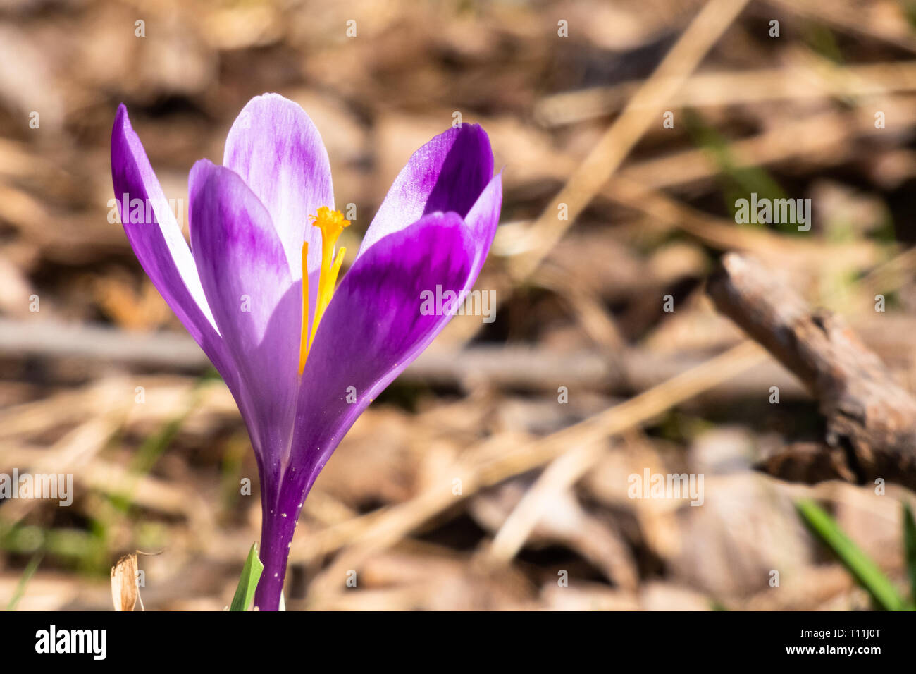 Alpine crocus vernus. Crocus heuffelianus. Purple spring wild mountain flower. Stock Photo