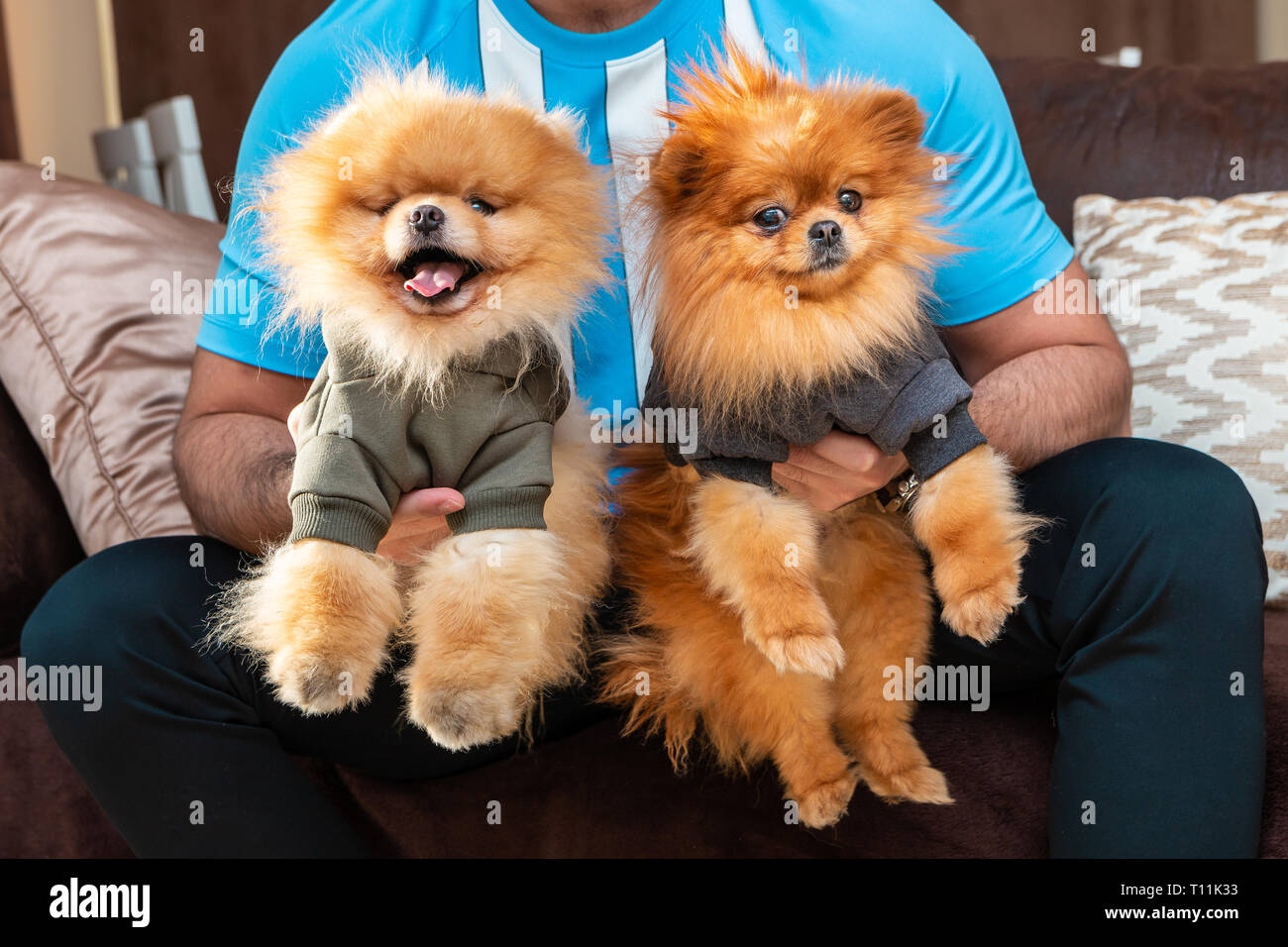 two pomeranians