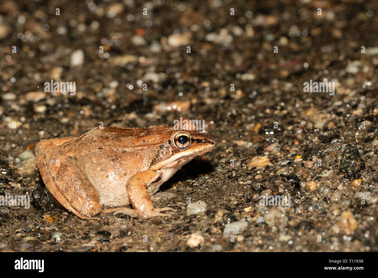 Lithobates (rana) sylvaticus frozen hi-res stock photography and images ...