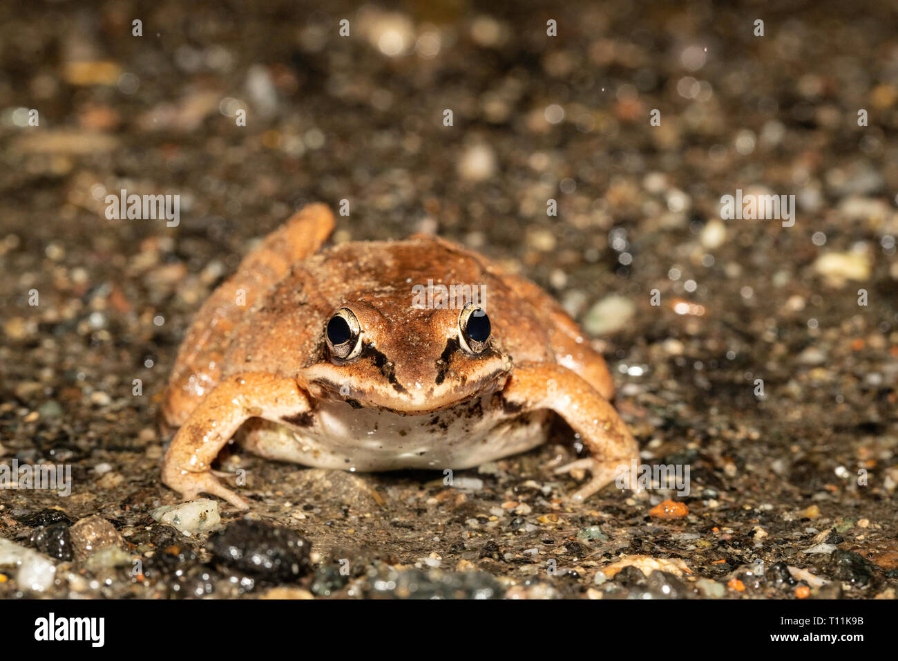 Female wood frog crossing a road for spring breeding migration