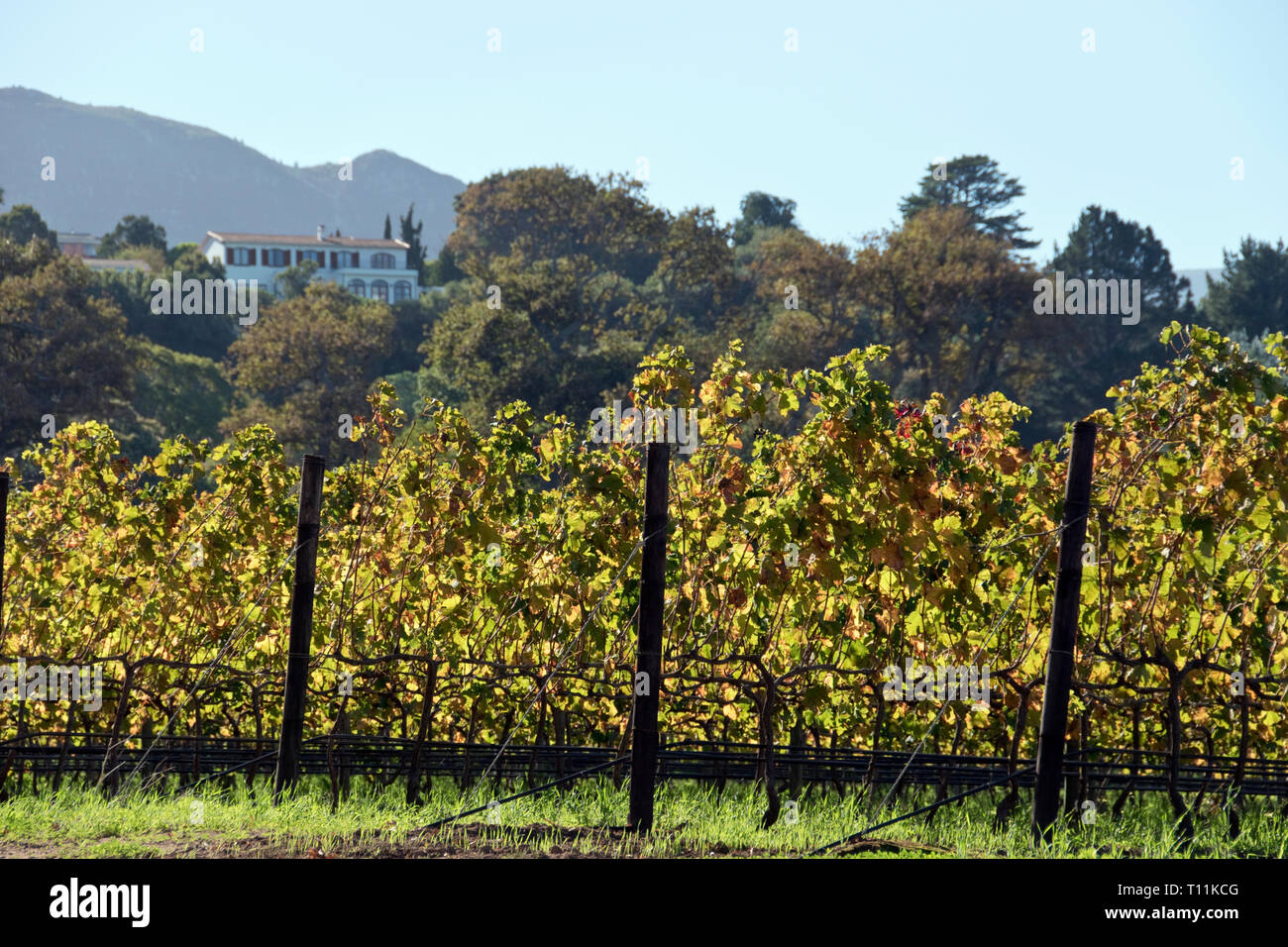 Vines grow on wine estates, below expensive hillside homes, in the