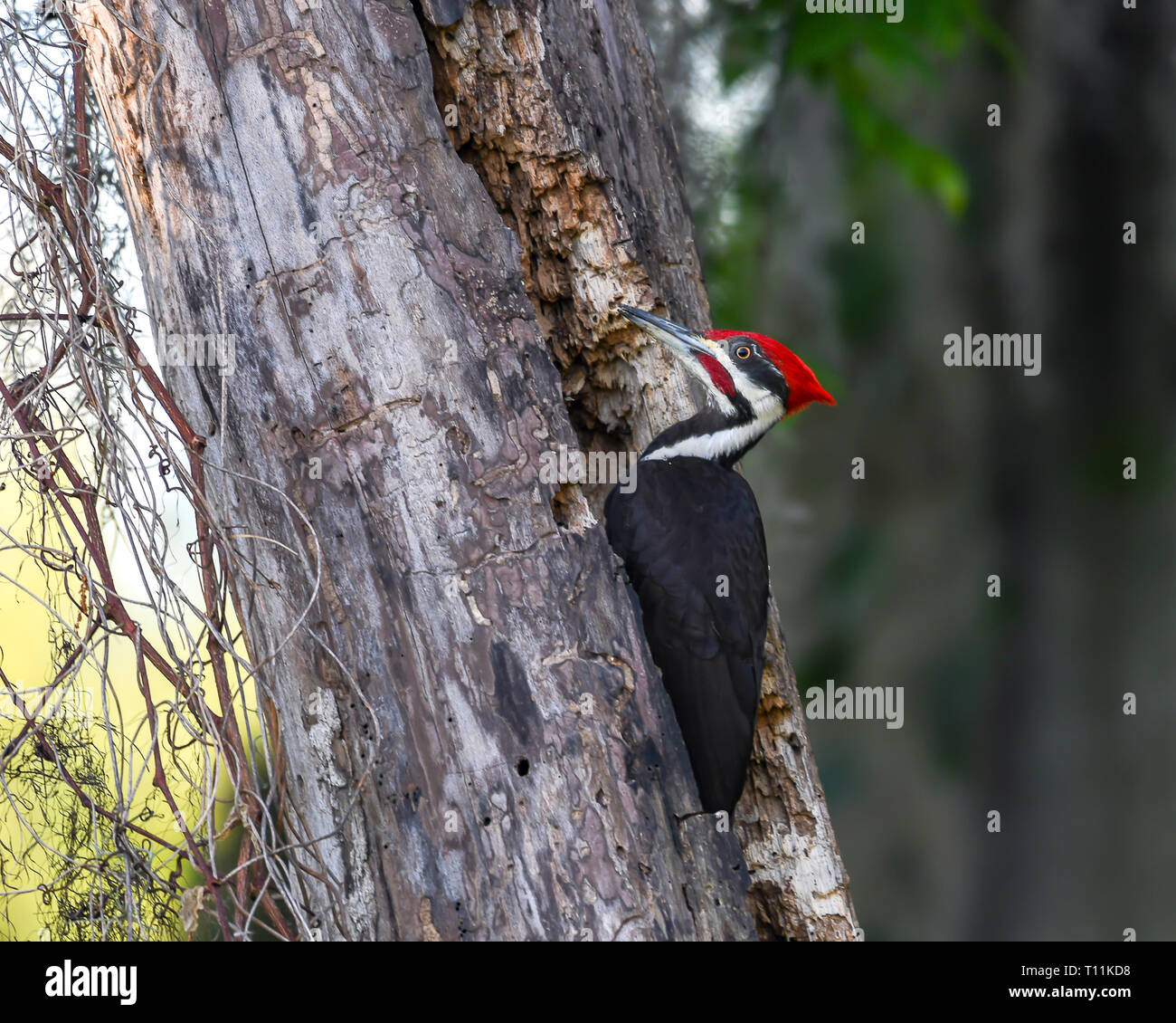 Pileated woodpecker searching for food in a tree Stock Photo - Alamy