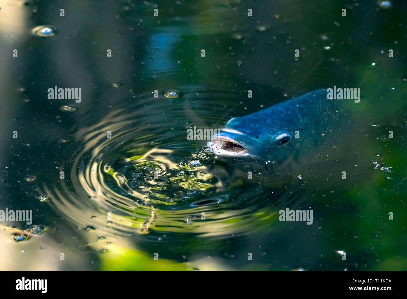 Tilapia at the surface of a stream with an open mouth Stock Photo
