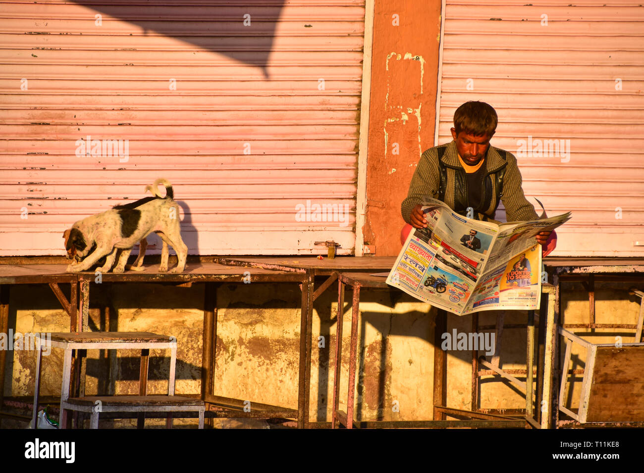 Newspaper Reader and dogs, Sardar Market, Jodhpur, Rajasthan, India Stock Photo