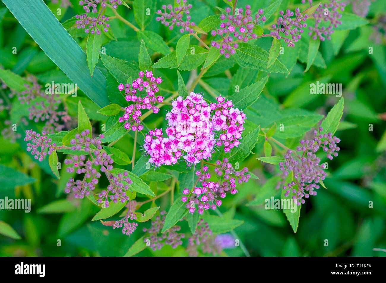 Spiraea japonica, Japanese meadowsweet, Japanese spiraea, or Korean