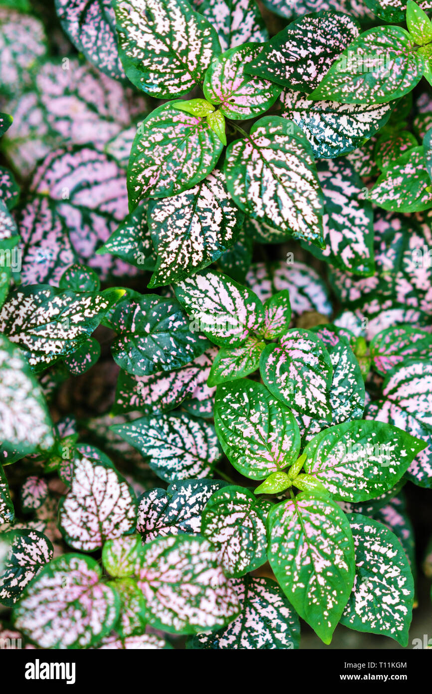 Hypoestes phyllostachya Baker Stock Photo