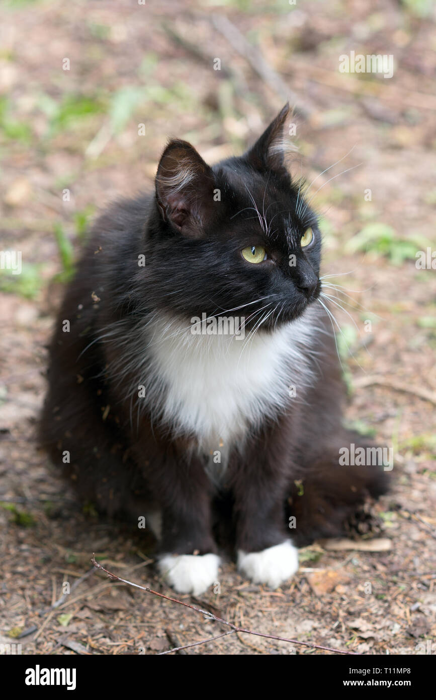 black and white cat sitting on the ground in the garden Stock Photo - Alamy
