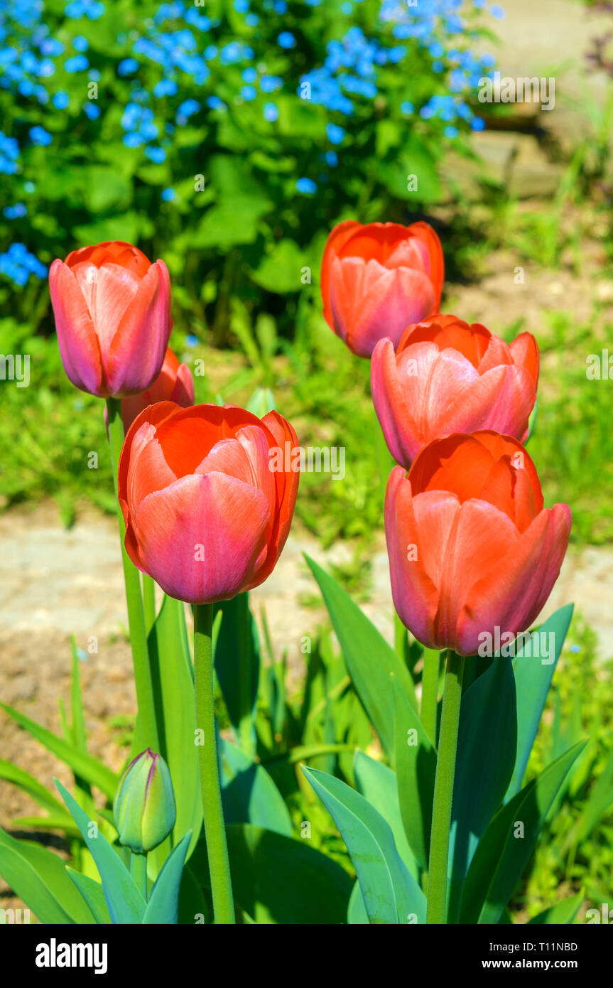 Red beautiful tulips field in spring time with sunlight Stock Photo - Alamy