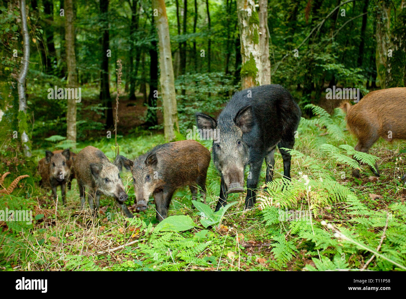 England, Gloucestershire, Forest of Dean. Native European Wild Boar (Sus scrofa) family in deciduous woodland. Stock Photo