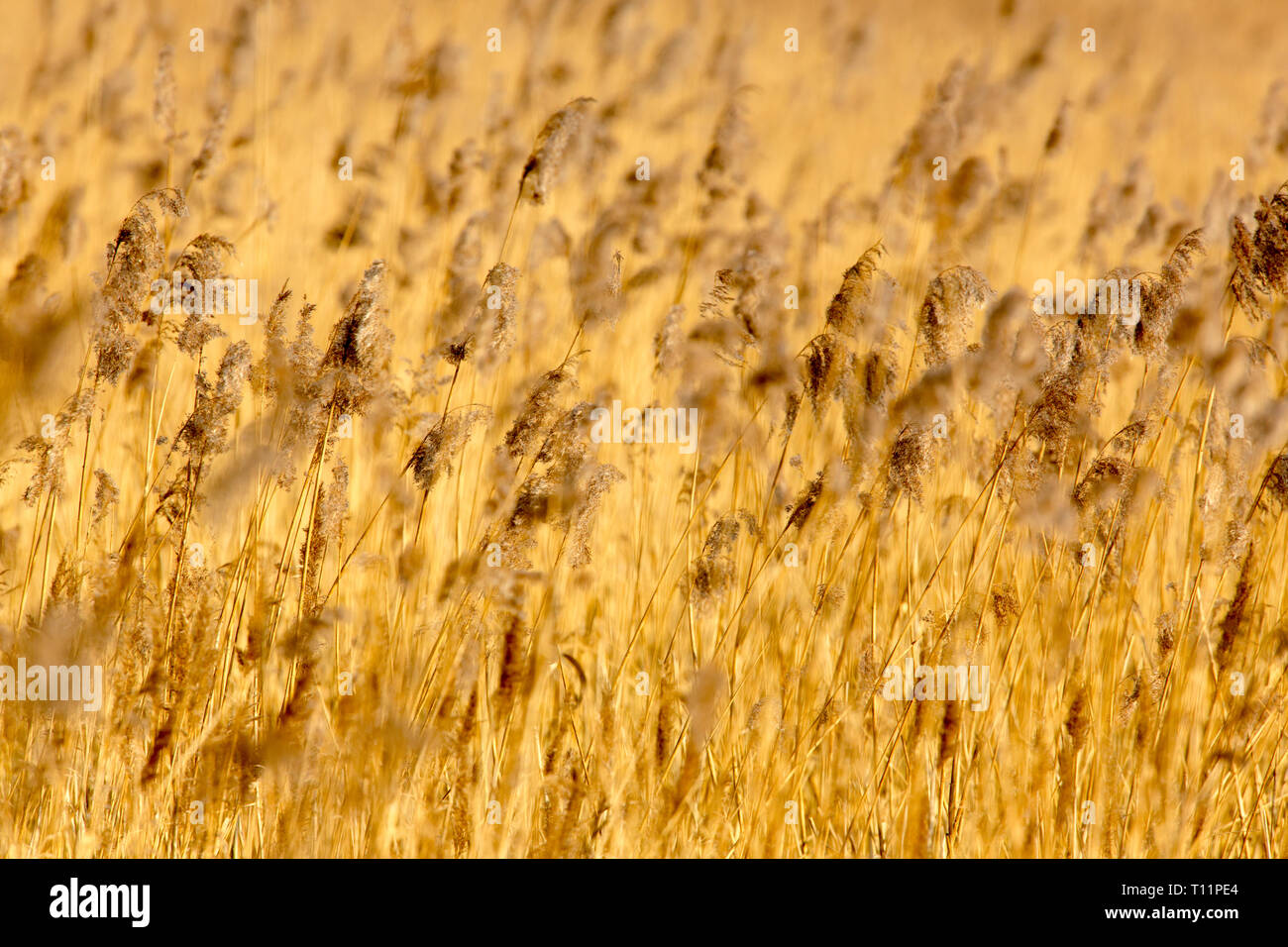 Great Britain, Somerset levels. Common reed (Phragmites australis). Stock Photo