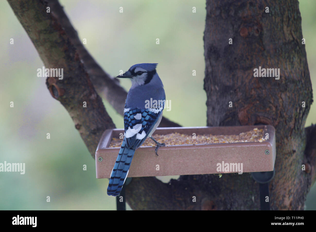 blue jay female