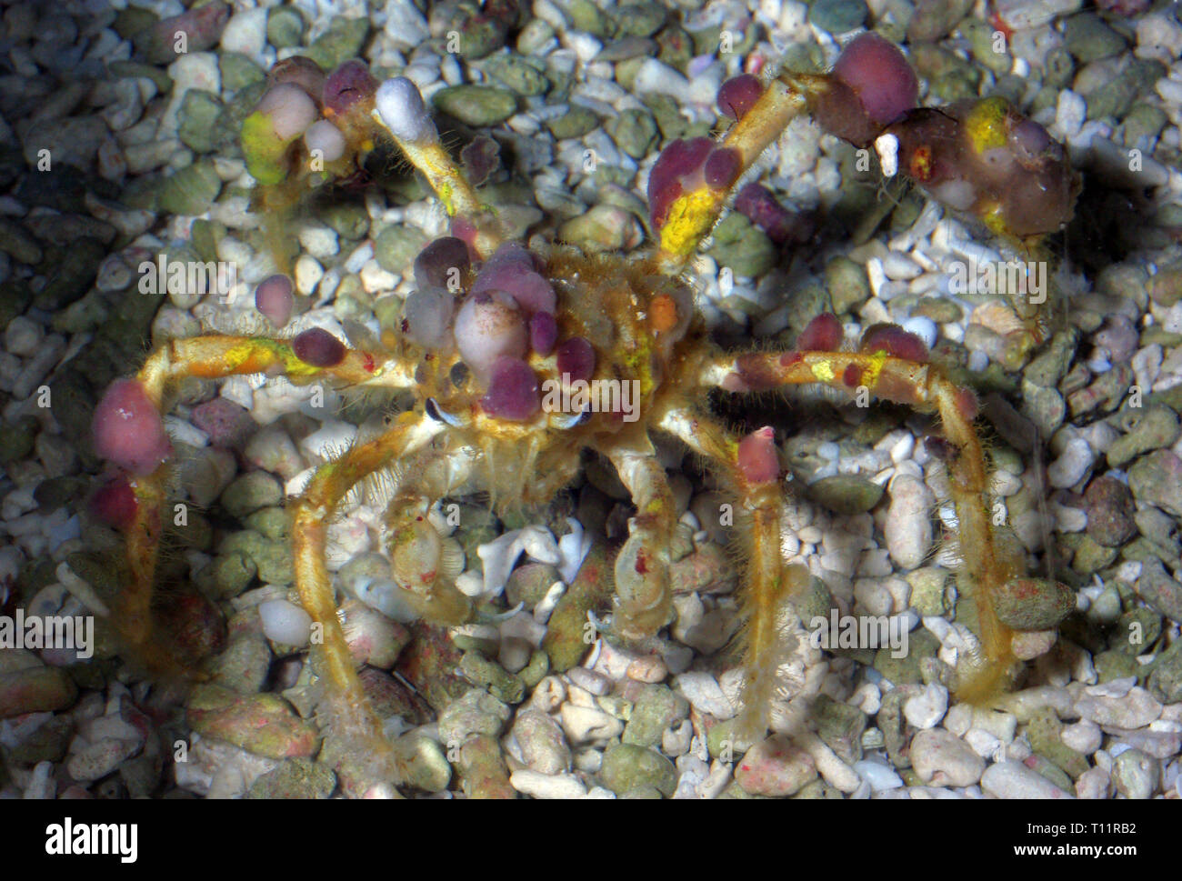 Decorator crab (Camposcia retusa) Stock Photo