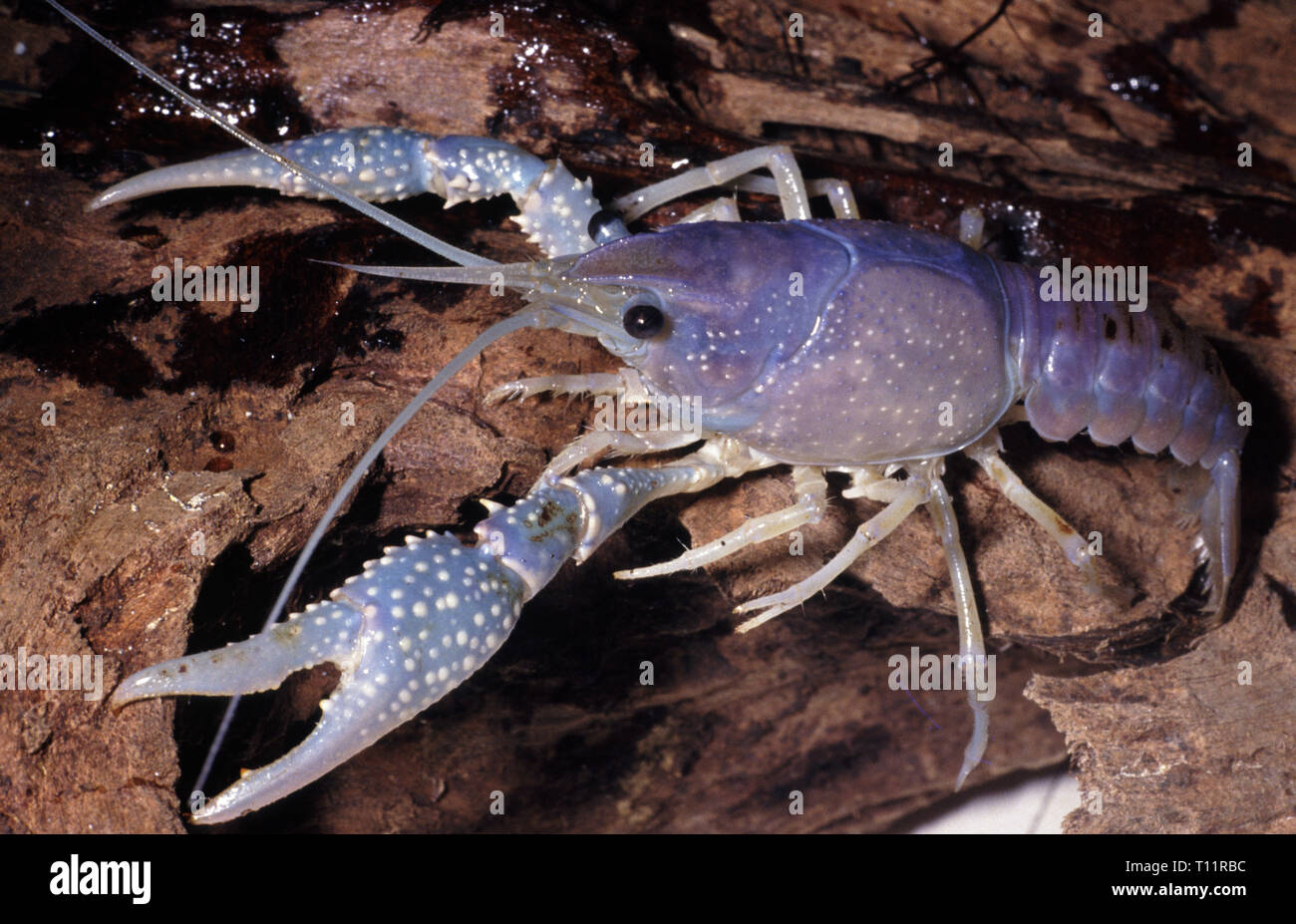 Red swamp crayfish (Procambarus clarkii), blue morph Stock Photo