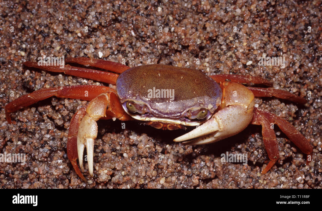 Rainbow land crab (Cardisoma armatum) Stock Photo