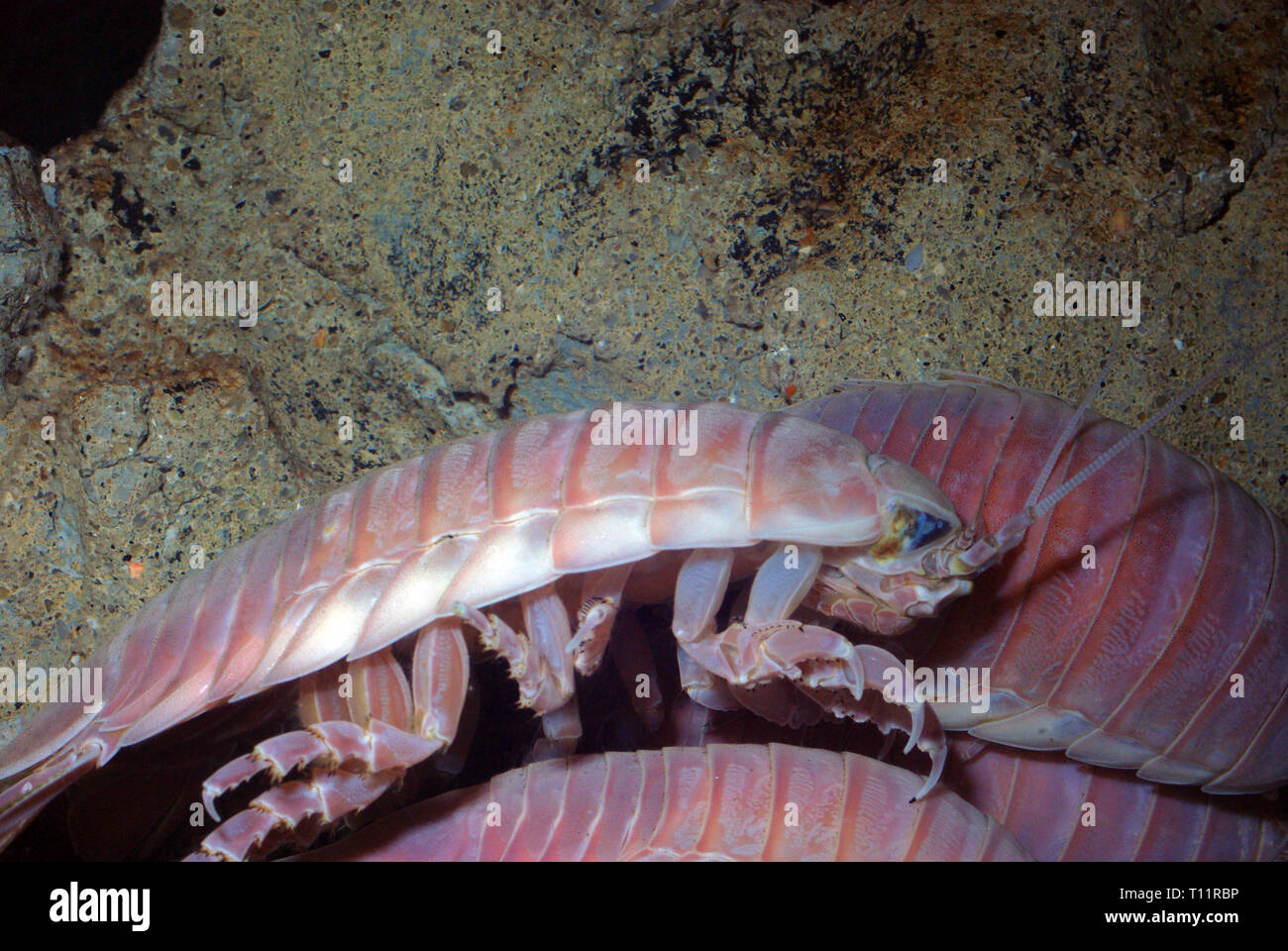 Giant isopod (Bathynomus giganteus) Stock Photo