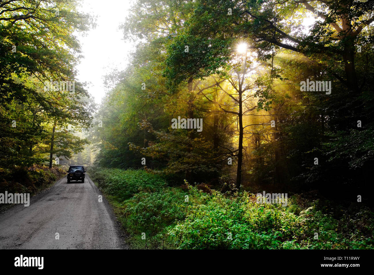 Europe, England, Gloucestershire, Forest of Dean.  Forest with shafts of golden light at sunrise. Stock Photo