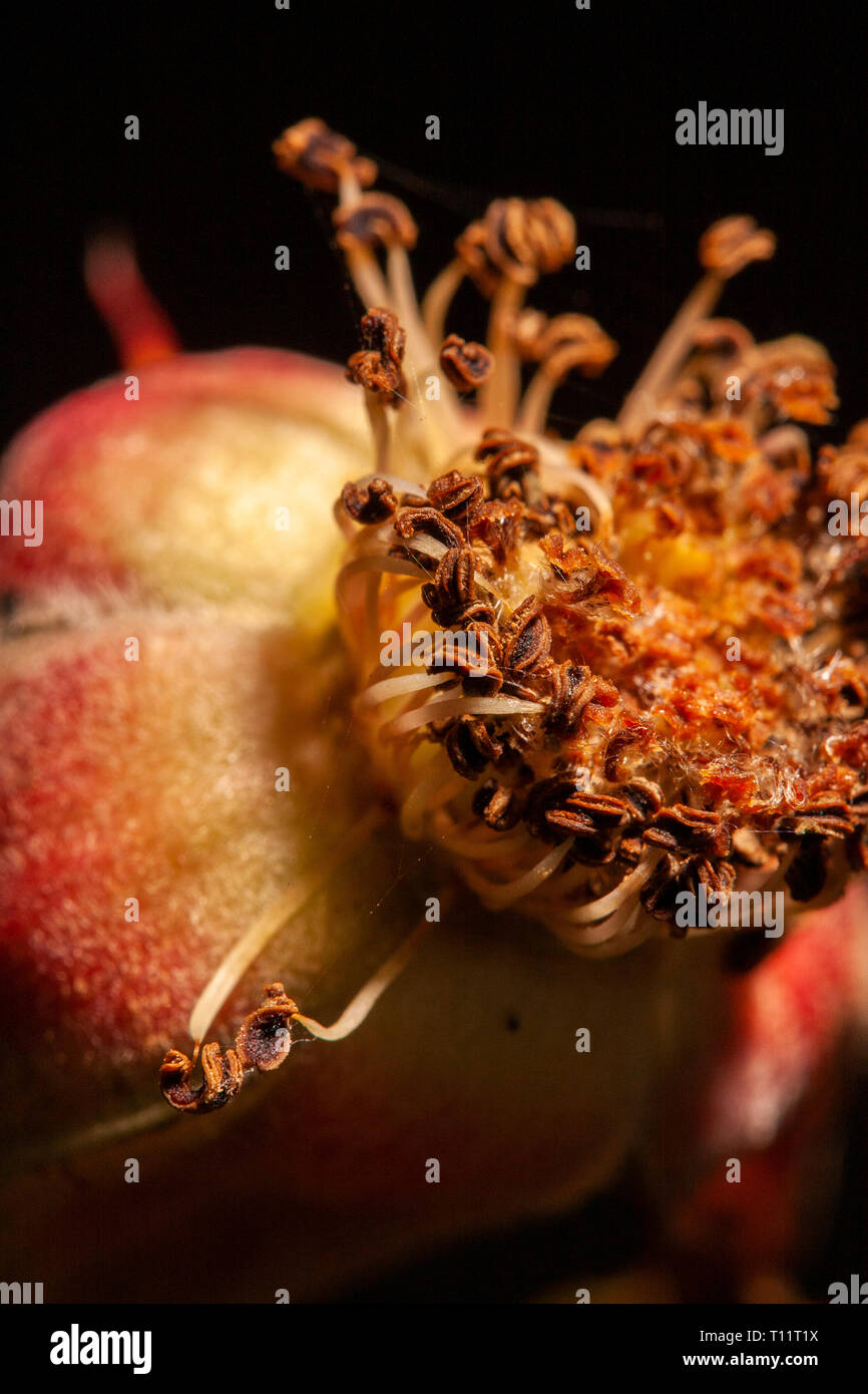 faded bud without leaves Stock Photo