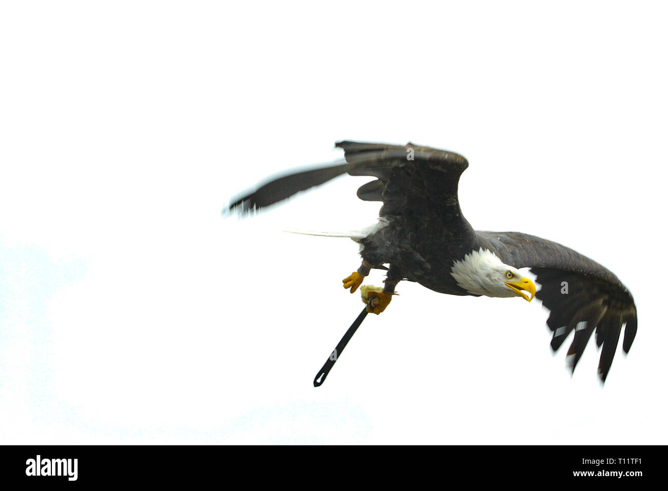 Close-up of a raptorial bird / Deutsche Greifenwarte – Burg Guttenberg Stock Photo