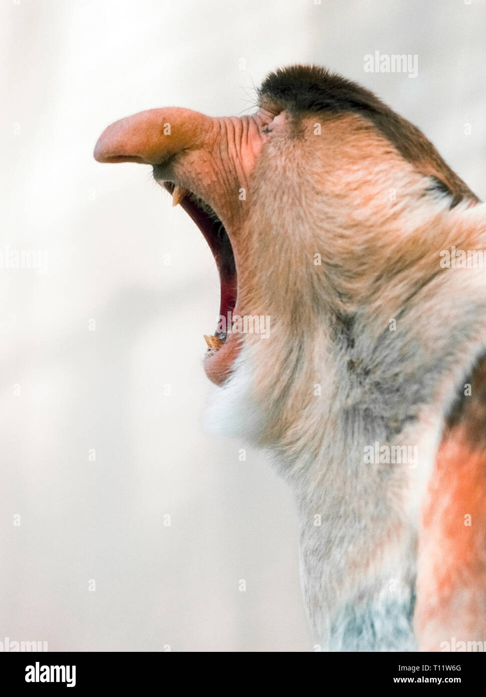 Larger primates hires stock photography and images Alamy