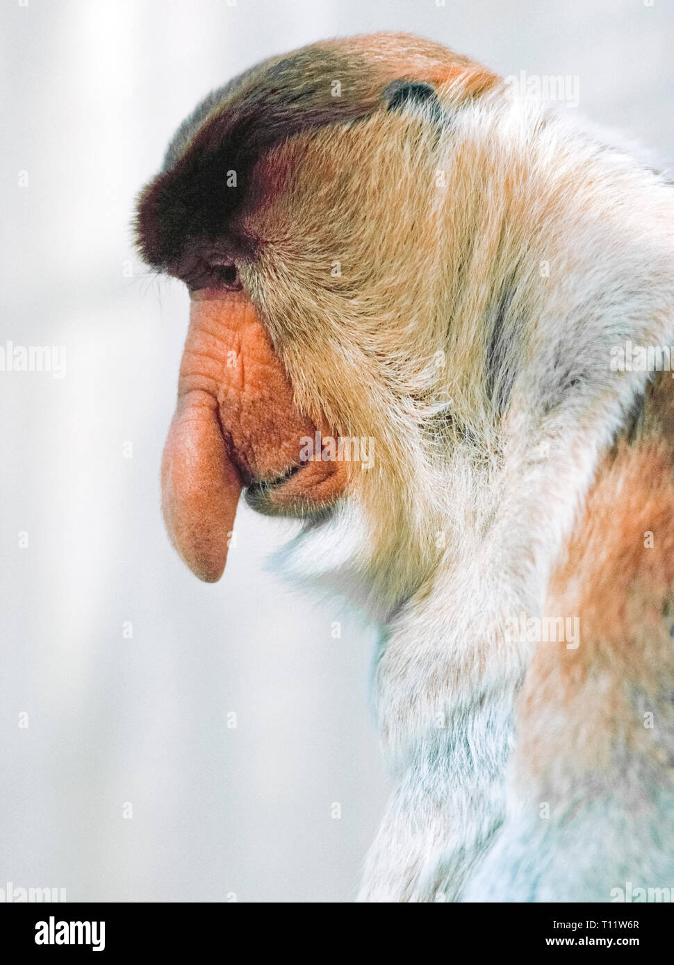As this profile portrait shows, the proboscis monkey (Nasalis larvatus) is unique among primates because of its long nose, which can measure up to 7 inches (18 centimeters) in males. The male attracts females with mating calls, and the larger his big snout, the louder the call. These distinctive monkeys live on the island of Borneo in Southeast Asia. They are an endangered species because the continued loss of vegetation for their diet has reduced the animal's numbers to a few thousand in the wild. They do less well in captivity; very few zoos exhibit them. Historical photograph. Stock Photo