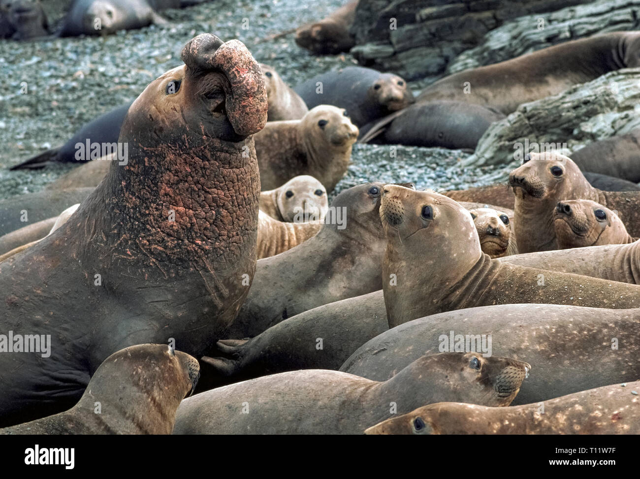Northern elephant seals male and female hires stock photography and