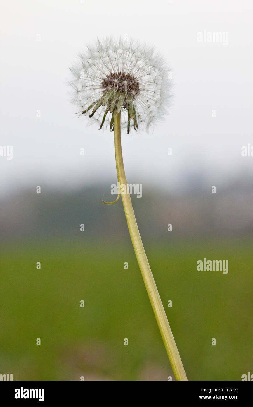 Close-up of a blowball Stock Photo