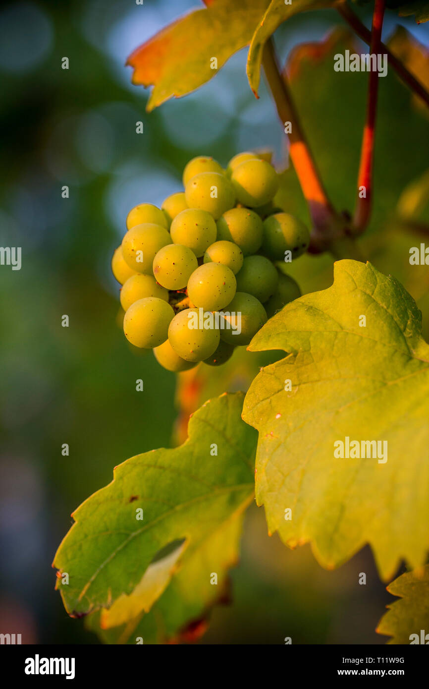 Closeup of fresh young green grapes in the sunset Stock Photo