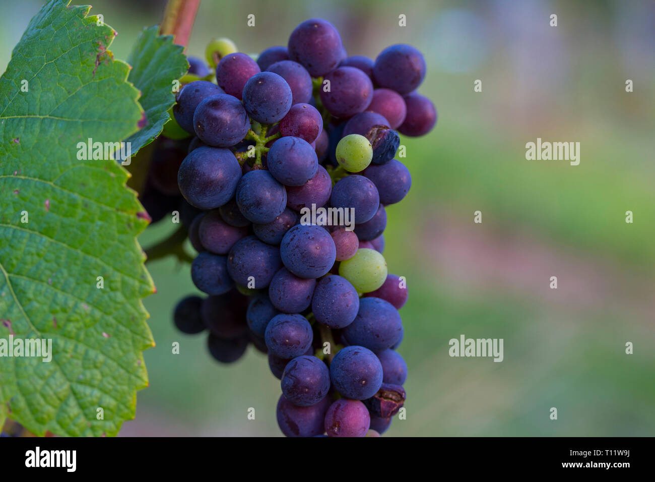 Closeup of fresh young purple grapes in the sunset Stock Photo