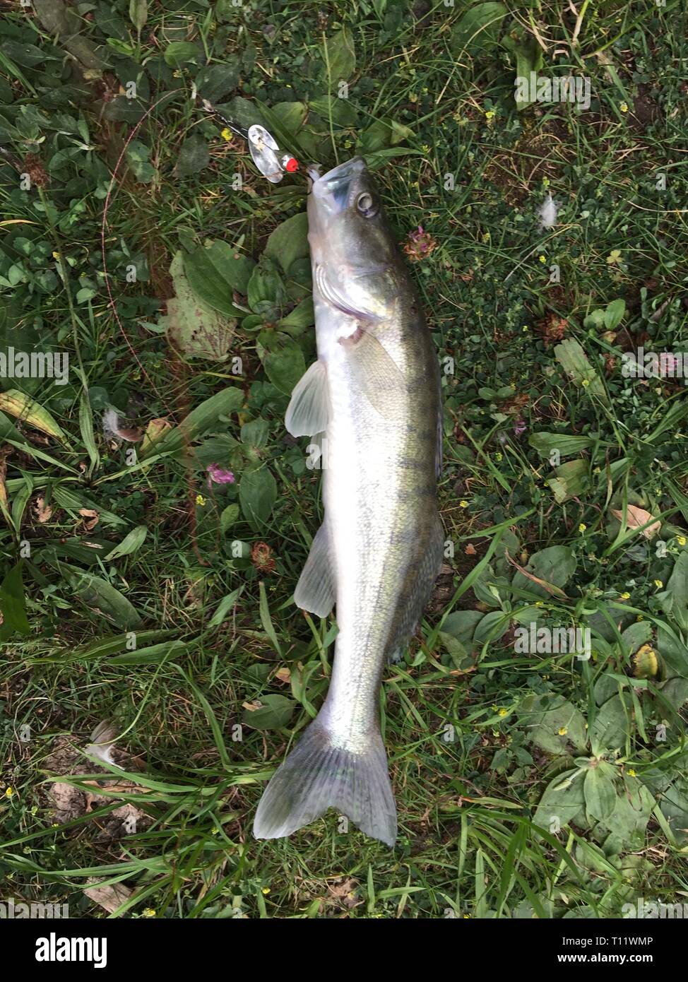 a baby zander was caught with the spinning rod and a small spinner