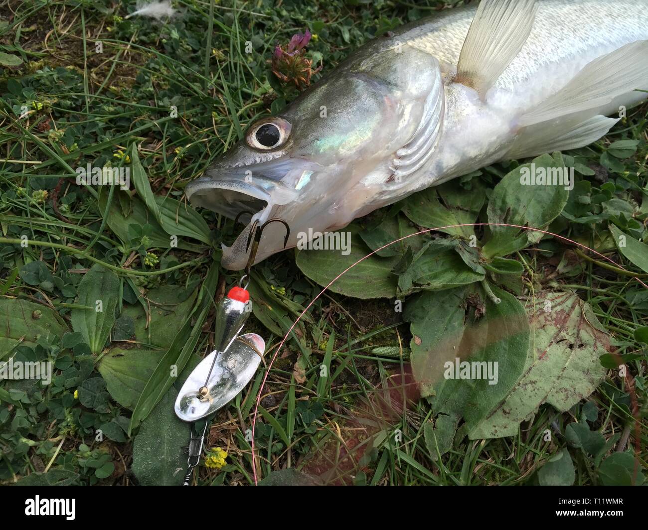 a baby zander was caught with the spinning rod and a small spinner