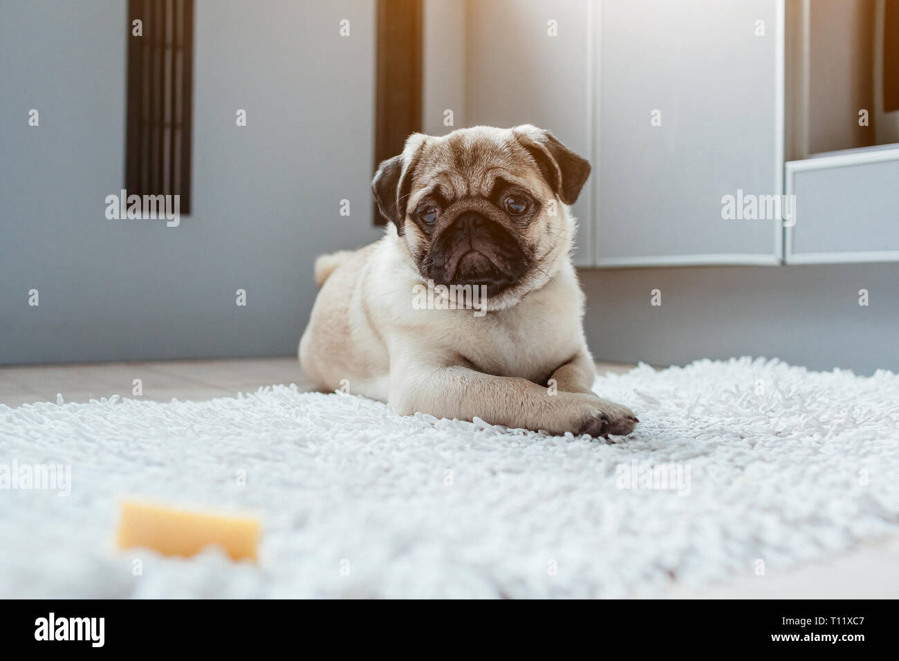 Pug dog waiting for a permission to eat cheese on the kitchen. Training patience. Hungry pug dog puppy looks on food. Stock Photo