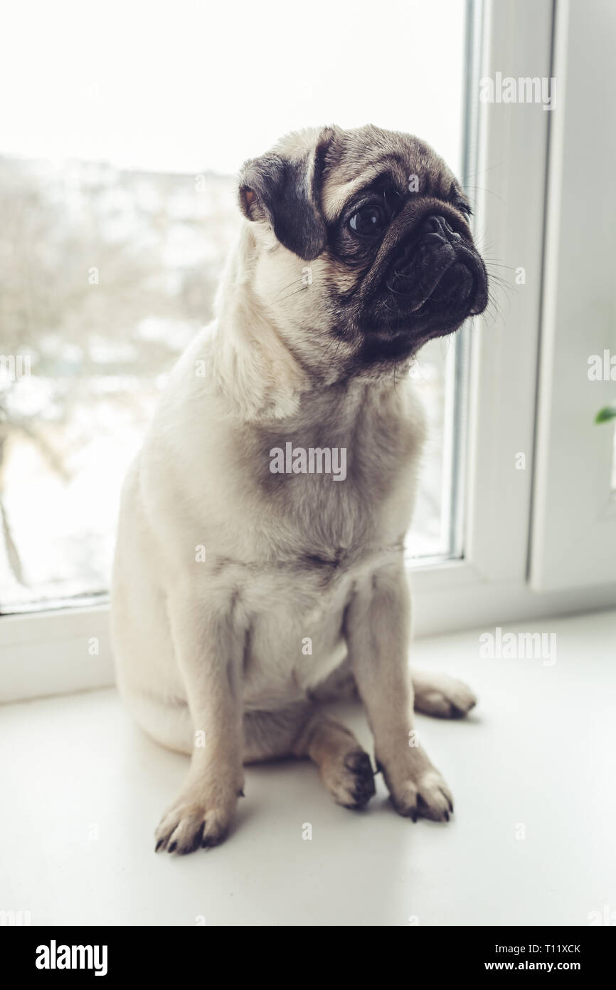 Pug dog waiting for orders of its master on window sill. Funny pug dog puppy ready for orders Stock Photo - Alamy Pug dog waiting for orders of its master on window sill. Funny pug dog puppy ready for orders Stock Photo - Alamy