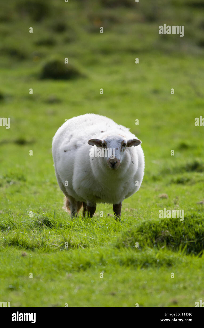 Welsh Sheep In Snowdonia Stock Photo