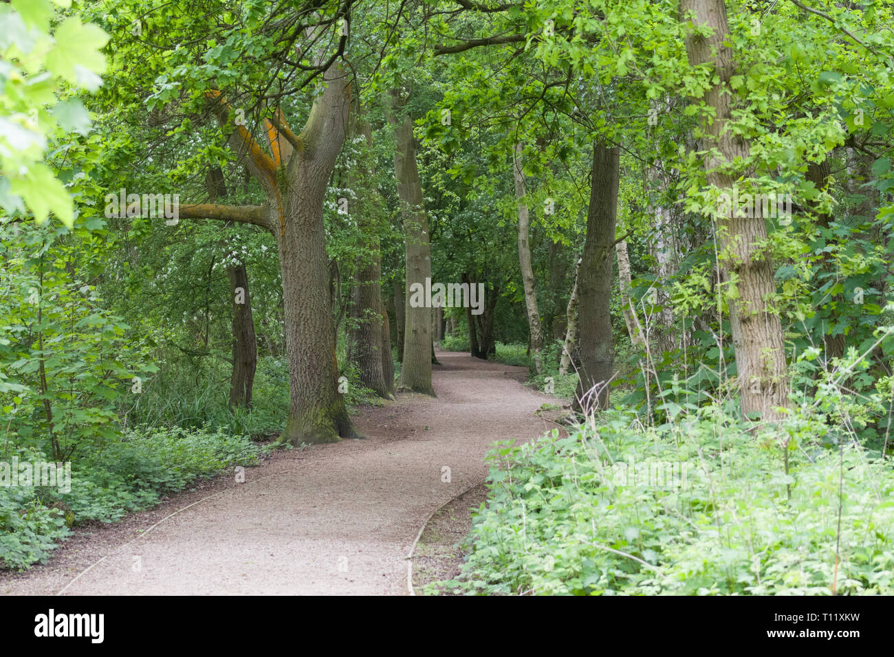 Walkway Through Hartsholme Country Park In Lincoln. United Kingdom