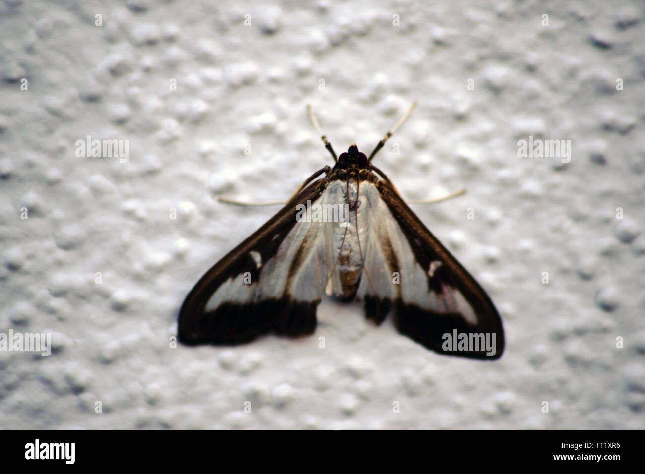 A macro closeup of a box tree moth on a white grainy wall. Stock Photo