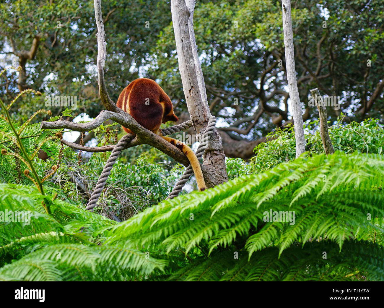 View of a red Goodfellow’s Tree Kangaroo (Dendrolagus goodfellowi) on a ...