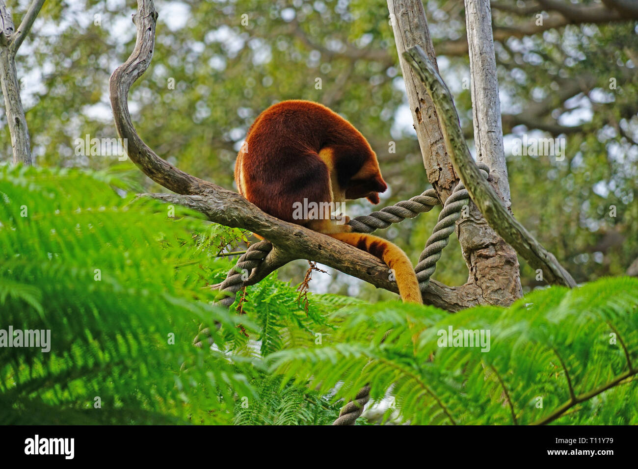 View of a red Goodfellow’s Tree Kangaroo (Dendrolagus goodfellowi) on a ...